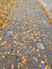 Autumn has arrived, gold-colored leaves lie on the sidewalk, on a sunny day, near Julianowski Park in Lodz.