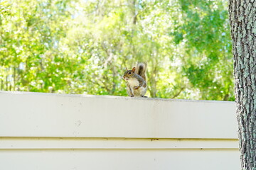 Squirrel is playing on the wall