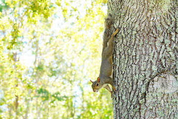 Squirrel rapidly wag its tail on the tree