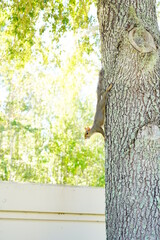 Squirrel rapidly wag its tail on the tree