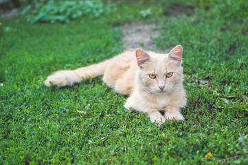 Naklejka na ściany i meble Fluffy redhead cat feeble lying on green grass and looking straight