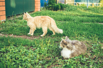 Fluffy redhead and three-colored white gray cats