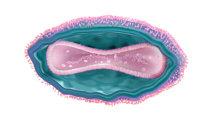 Anatomy, cross section of a monkey pox virus or poxviridae with the core and DNA inside, outer and inner membrane and virion enzymes with naming. 3d visualization