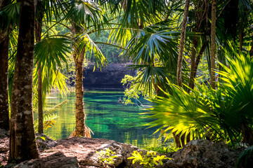Fototapeta na wymiar Landscape in the Mexican jungle. Beautiful mexican Jardin Del Eden Cenote with turquoise water and jungle plants