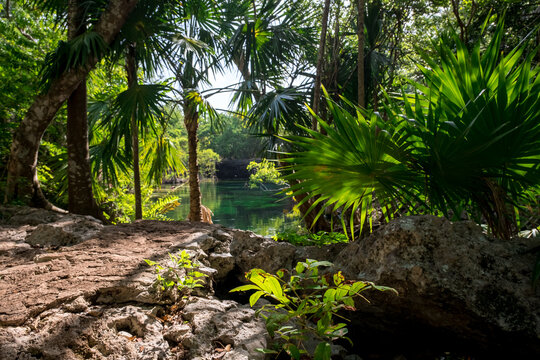 Landscape in the Mexican jungle. Beautiful mexican Jardin Del Eden Cenote with turquoise water and jungle plants