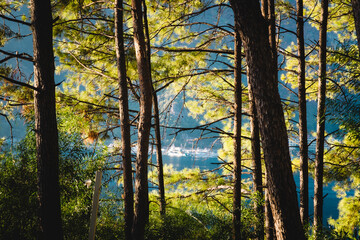 Summer landscape on the Mediterranean coast in Turkey near Marmaris and Icmeler. View of the bay and mountains through pine branches