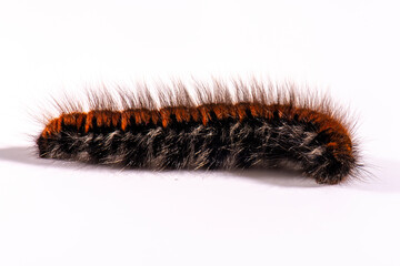 Macrothylacia rubi, the fox moth, caterpillar