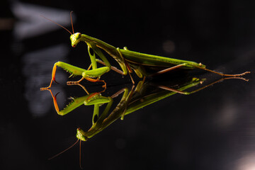 Female European Mantis or Praying Mantis, Mantis religiosa, in studio