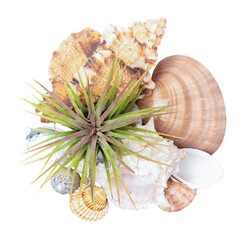 A small Tillandsia Air Plant between sea snails and shells, three-piece decorative set - 535087139