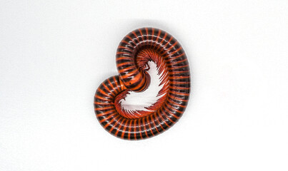 A giant millipede poses a heart shape.