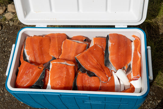 Fresh fillet or red Coho salmon meat in a full freezer
