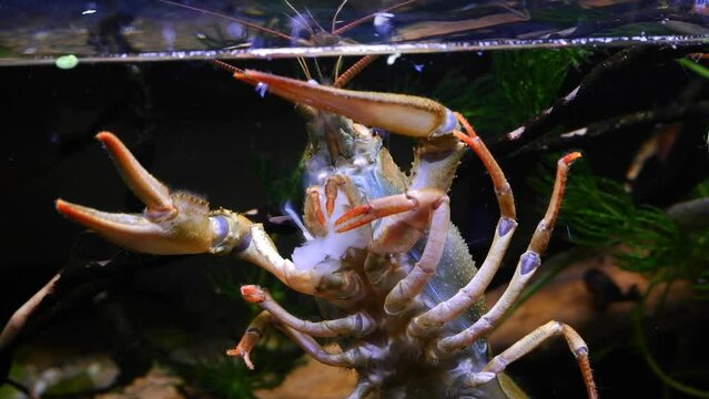 hungry narrow-clawed crayfish eat fresh meat with feeding appendage, show belly on front glass wall, dark LED low light planted biotope aquarium, wild freshwater species, highly adaptable animal