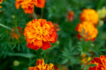 Background from orange marigold flowers. Field with tagetes. Bright french marigolds for publication, poster, calendar, post, screensaver, wallpaper, postcard, postcard, banner, cover, website