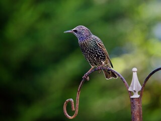 Starling Perched in a Garden 