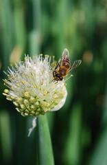 a bee collects pollen on an onion inflorescence