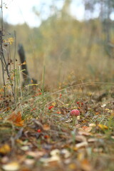 Fly agaric mushroom red in autumn against the backdrop of the forest
