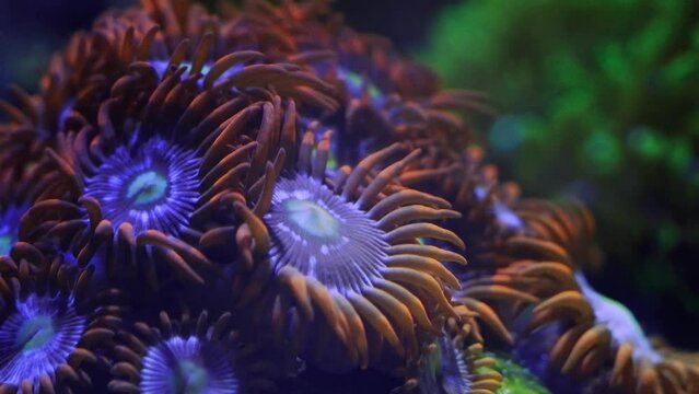 ice and fire zoanthus colony move in strong tidal current, soft coral polyp absorb dissolved organic matter, nano reef marine aquarium, popular pet in actinic blue LED low light, demanding species