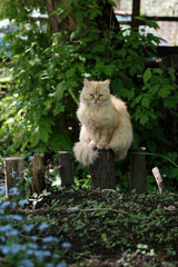 Young fluffy cat is sitting on a wooden stump against the background of nature. Selective focus.