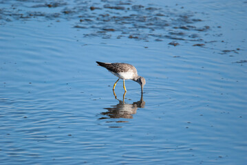 Greater Yellowlegs in the Marsh