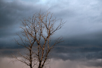 Old dry tree on the background of a gloomy stormy sky with clouds. Beautiful natural background.