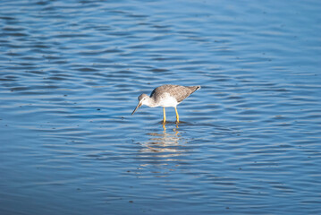 Greater Yellowlegs in the Marsh