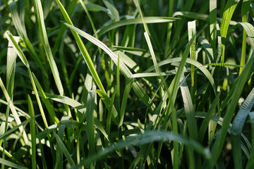 Beautiful natural background. Green grass in the sun. Close-up. Selective focus.