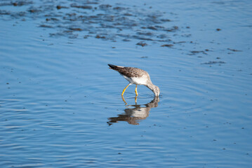 Greater Yellowlegs in the Marsh