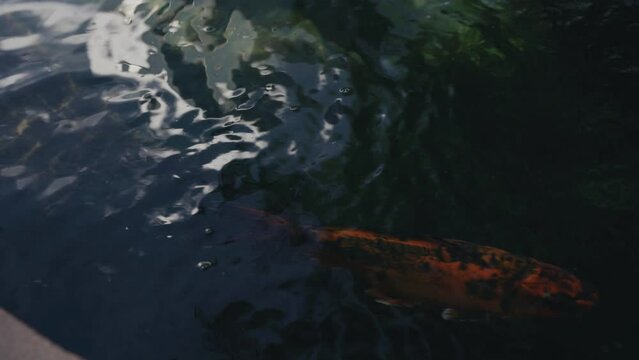 Amur carp swim slowly in an open pond. Relaxation. Close-up.