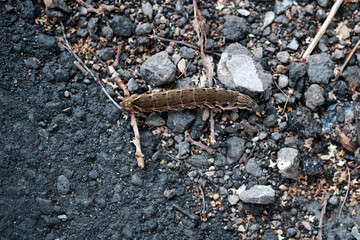 Beautiful large caterpillar crawls among dry branches and small stones. Selective focus.