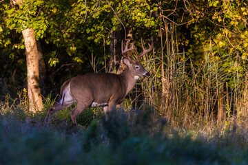 Male white-tailed deer (Odocoileus virginianus) in fall