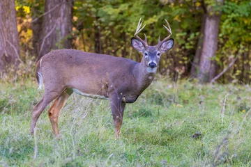 Fotobehang Male white-tailed deer (Odocoileus virginianus) in fall © Mircea Costina