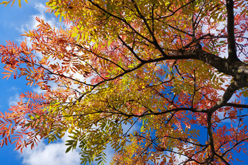 Bright multi-colored tree against the blue sky. Autumn Park. Cityscape.
