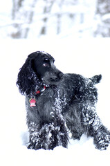 Dog in snow
