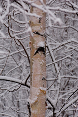 Birch closeup in the snow.
