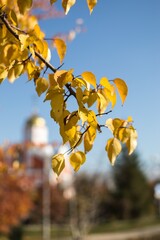 Autumn birch branch yellow  leaves on blue sky background