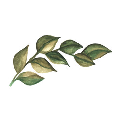 branch of green leaves, painted in watercolor. Botanical decorative illustration. Green leaf, plant, foliage, branch, highlighted on white background.