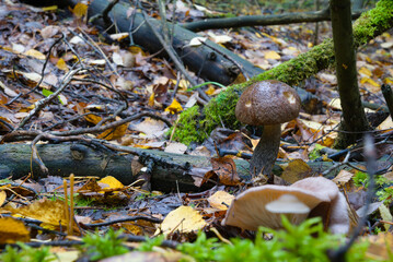 Mushrooms among branches, moss and yellow leaves. Macro photography of mushrooms in the forest. A mushroom with a brown cap on a long leg.