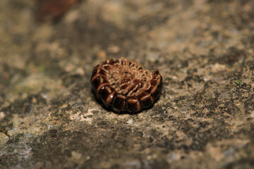 photo in scenic greenhouse millipede