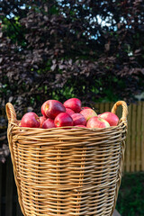 wicker basket full of fresh apples. Autumn harvest at sunset.