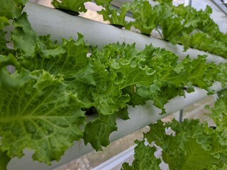 green curly lettuce hydroponic growing media
