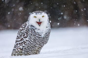 Snowy owl, Bubo scandiacus, perched in snow during snowfall. Arctic owl with open beak while hooting song. Beautiful white polar bird with yellow eyes. Winter in wild nature habitat.
