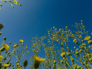 Looking up at blue sky with yellow wildflowers around the frame 