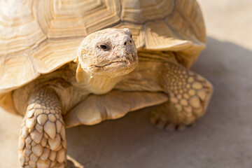 Obraz premium desert tortoise