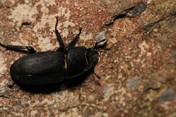 natural stag beetle insect macro photo
