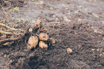 Fresh yellow potatoes on black loose soil, autumn harvest