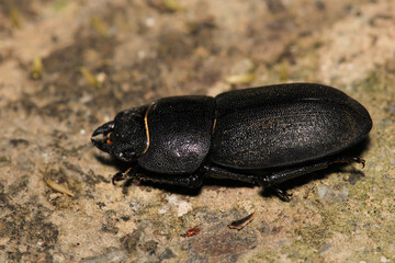 natural stag beetle insect macro photo