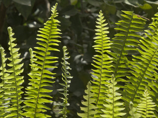 close up of fern leaf
