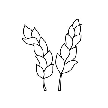 Two ears of wheat icon in outline cartoon style on white. Black and white simple hand-drawn drawing