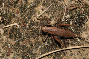 dark bush cricket grasshopper insect macro photo
