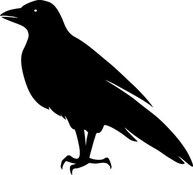 Raven bird. Vector black silhouette isolated on a white background